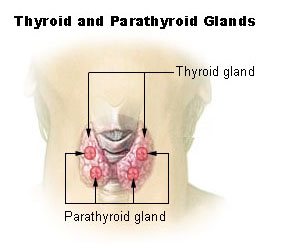 [thyroid-parathyroid.jpg]
