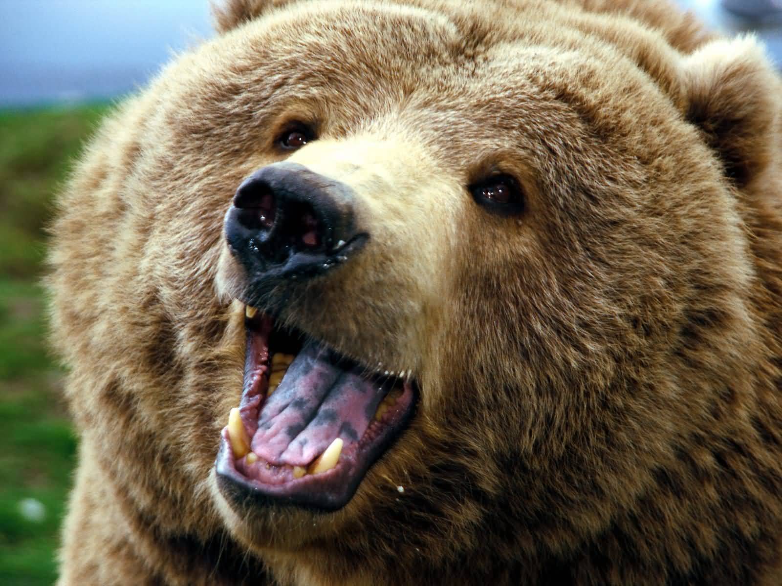 [Grizzly_Attack-1600x1200.jpg]