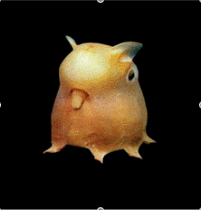 [grimpoteuthis.jpg]