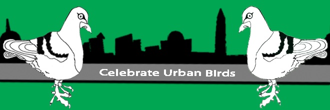 celebrating urban birds