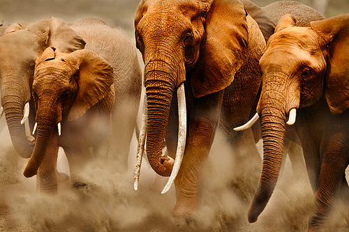 [African+Elephants.jpg]