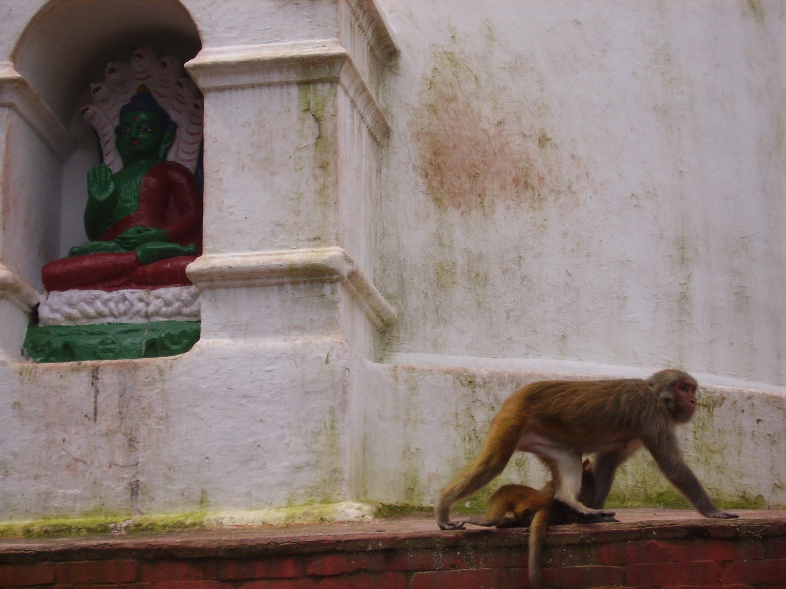 [monkey+temple.JPG]