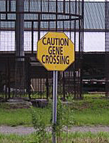 [Caution+Gene+Crossing.jpg]