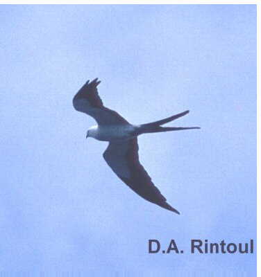 [kite-swallowtail.jpg]