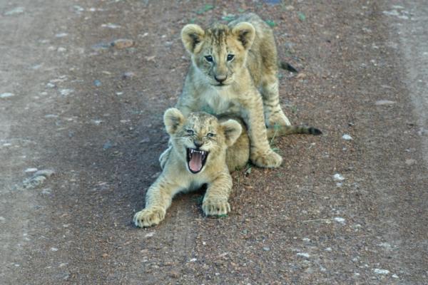 [2+lion+cubs+Nairobi+NP+June+2006++DaveMckelvie.jpg]