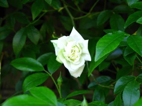 [First+spring+rose.blog.JPG]