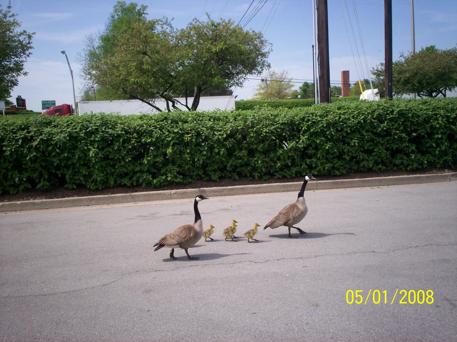 [goose+family.jpg]