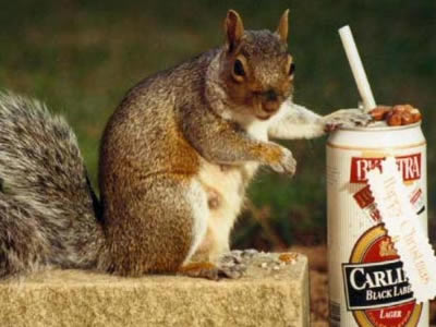 [squirrel+with+beer.jpg]