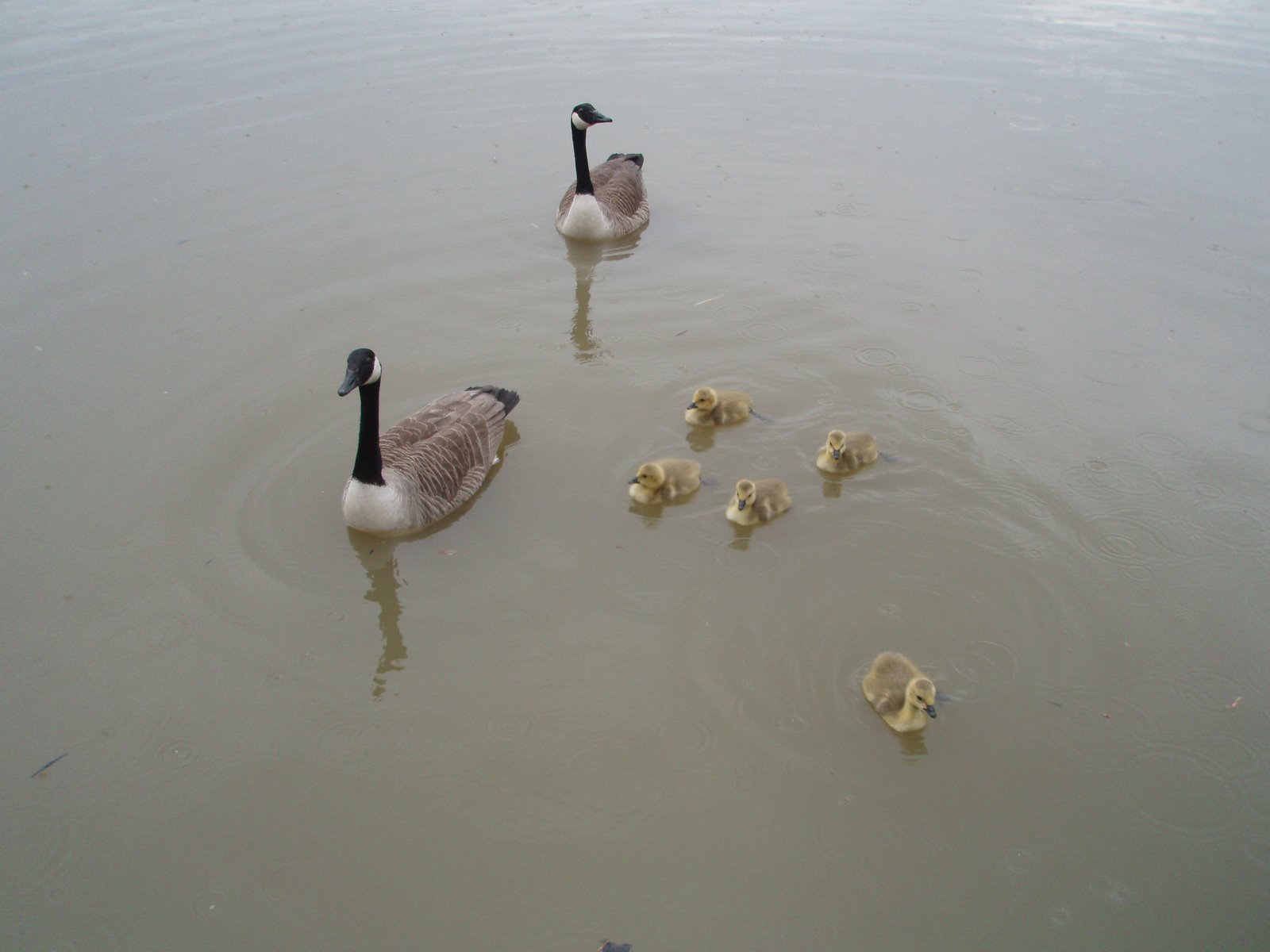 [family+of+geese.JPG]