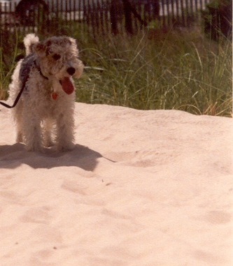[MD--Koobus+2+In+the+Sand+(July+1987).jpg]