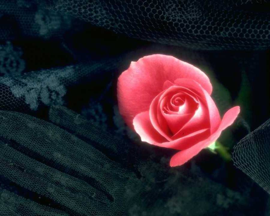[rose+in+black.jpg]