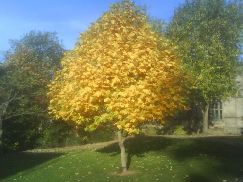 [Yellow+tree.jpg]