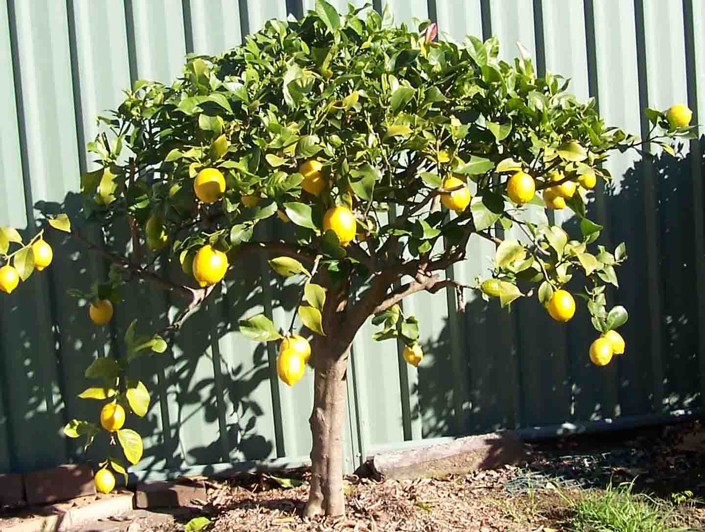 [Lemon+tree.jpg]