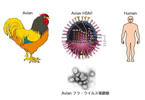 [avian-flu.jpg]