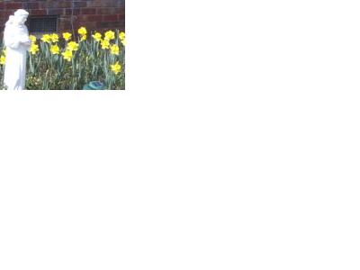 [daffodils+March+2006.JPG]