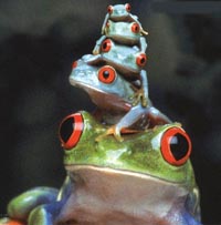 [frogs.jpg]