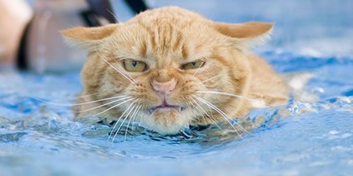 [cat+water.jpg]