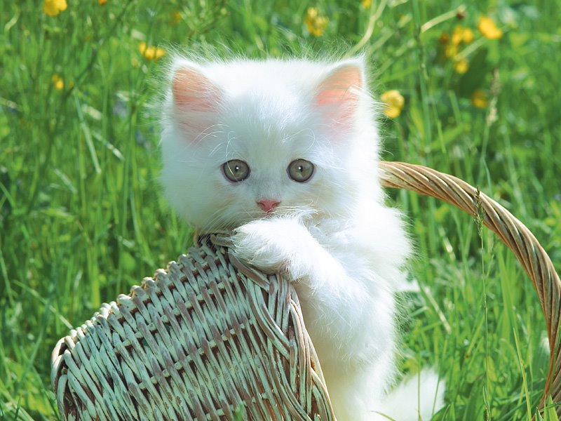 [cat+basket.jpg]