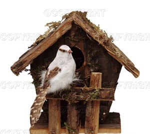 [bird+and+house.jpg]
