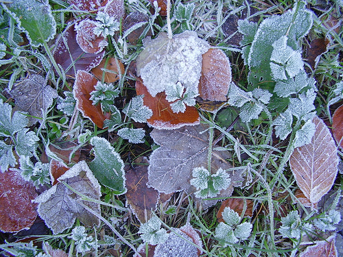 [winter+leaves.jpg]