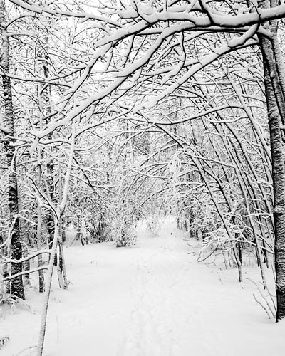 [snowy+woods.jpg]