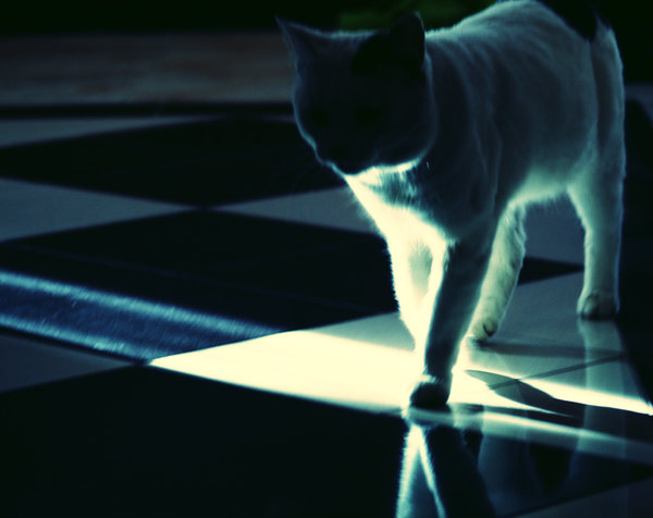 [Cat_by_jennifah.jpg]