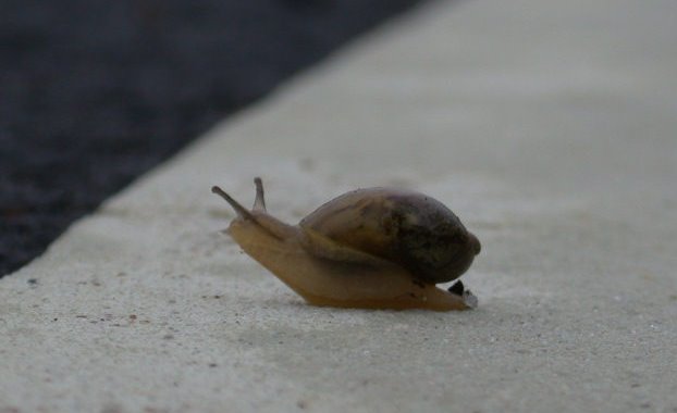 [snail2-montone.bmp]