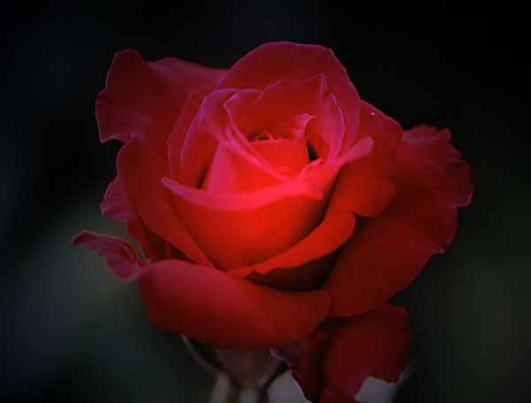 toda mulher gosta de rosas e rosas,muitas vezes são vermelhas,mas sempre são rosas!