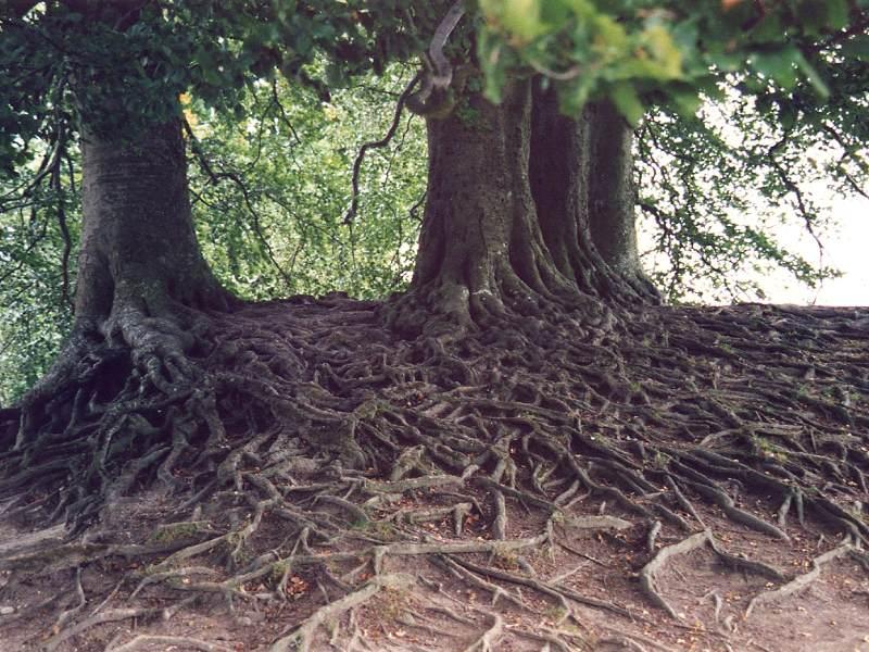 [roots1.jpg]