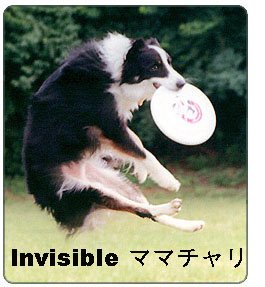 [frisbee+dog.jpg]