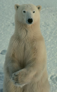 [polarbear_COREL_arctic013.jpg]