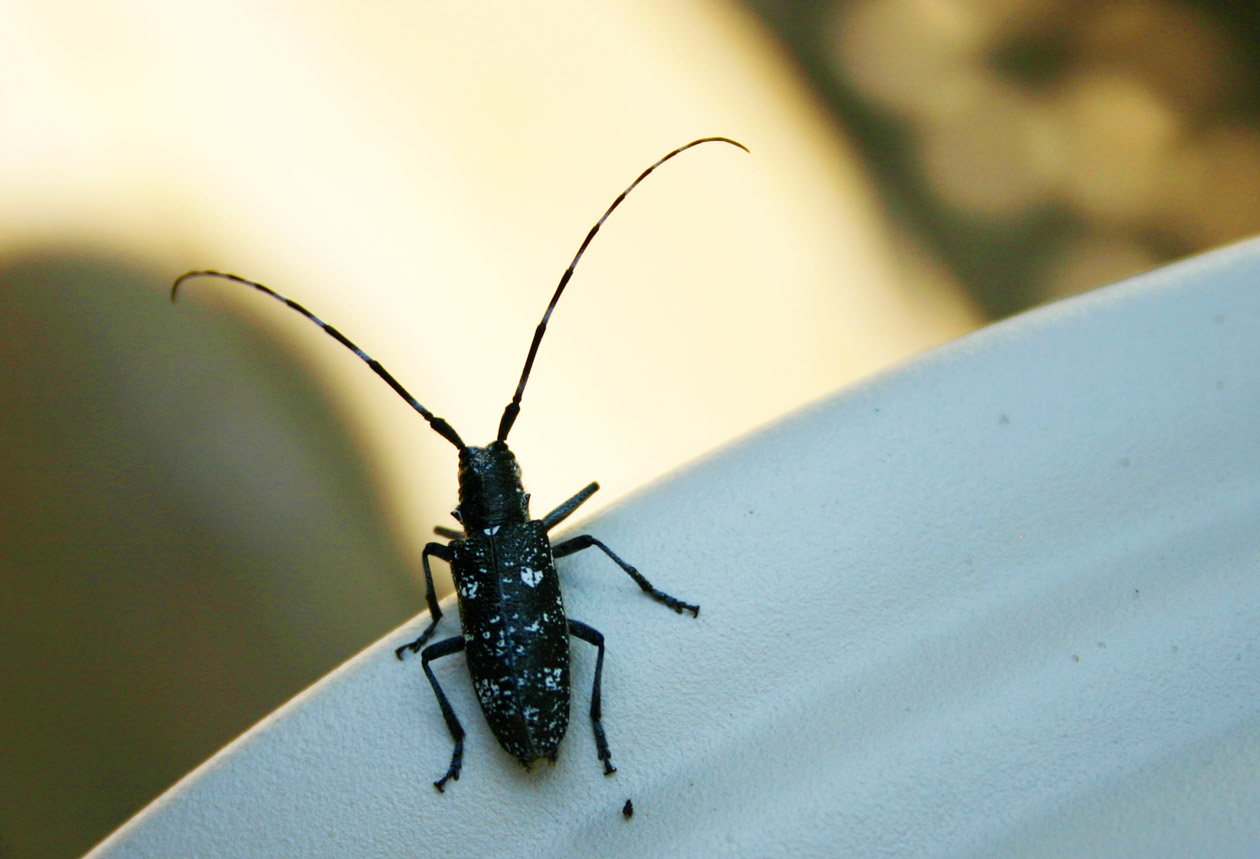 [long+horned+beetle.jpg]