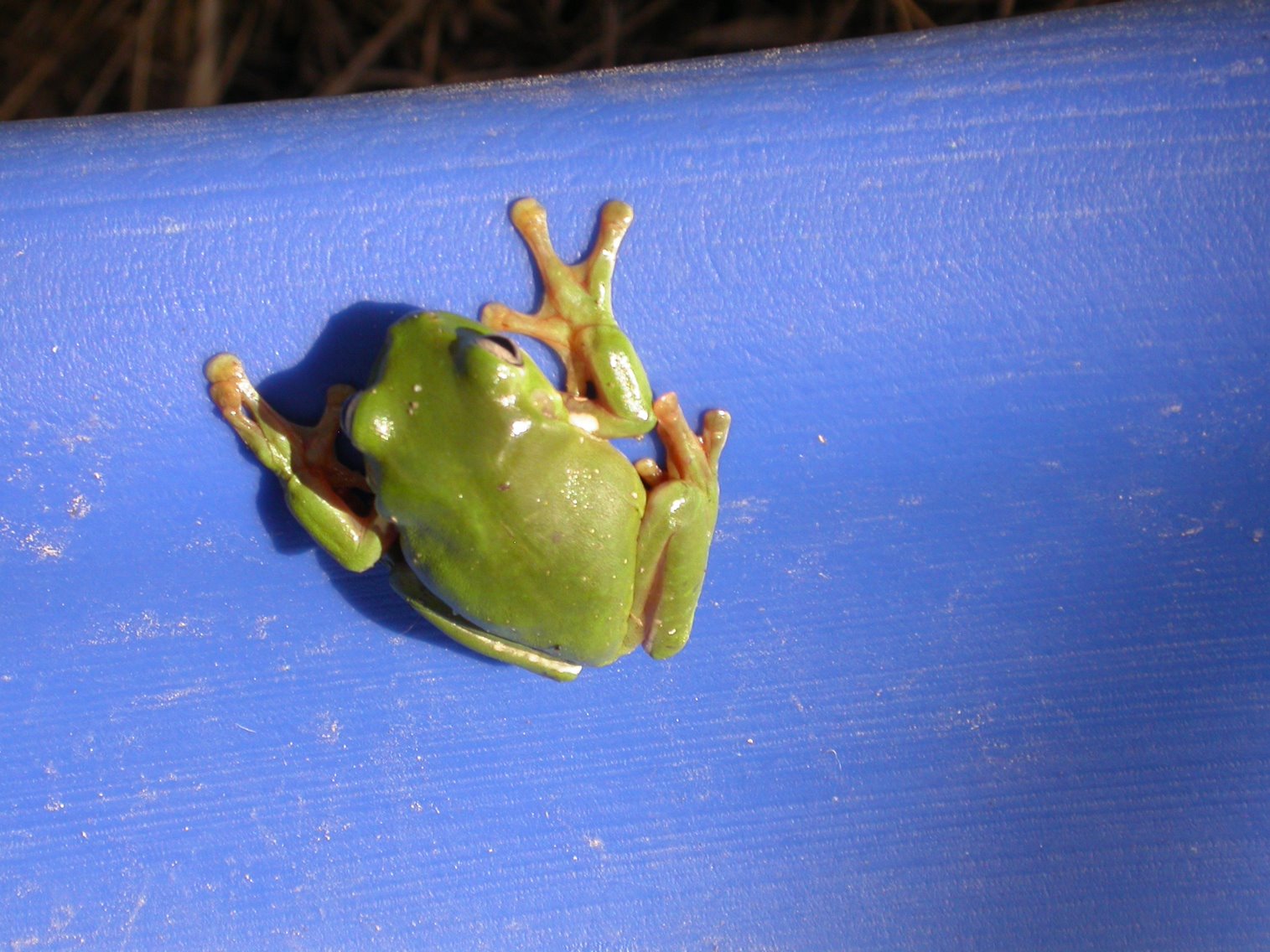 [frog+on+slide.jpg]