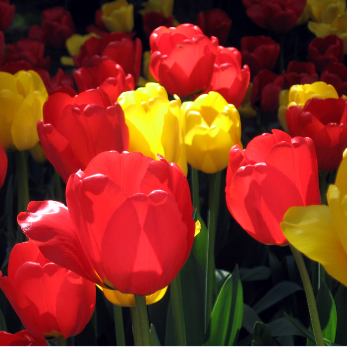 [tulips2_yc.jpg]
