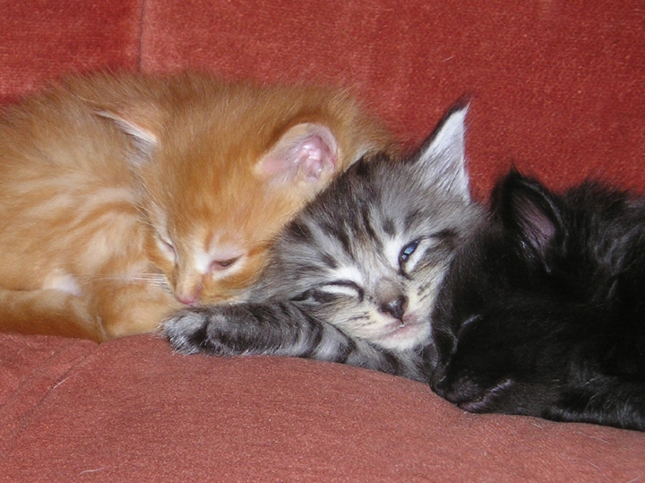 [Sleepy+Kittens_lo.JPG]