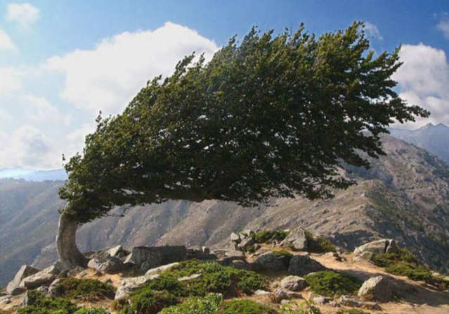 [bizarre-natural-phenomenon-tree-growing-bent-in-wind.jpg]