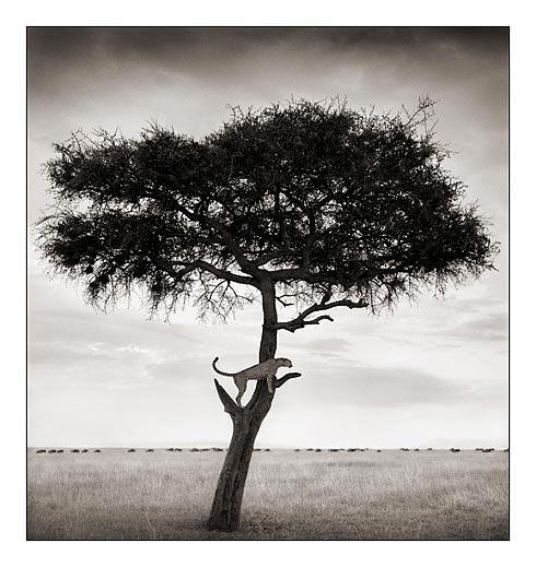 [028_Cheetah-in-Tree.jpg]