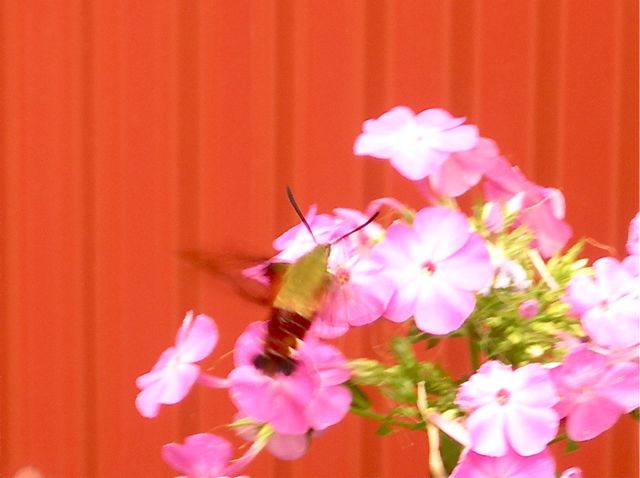 [hummingbirdmoth.jpg]
