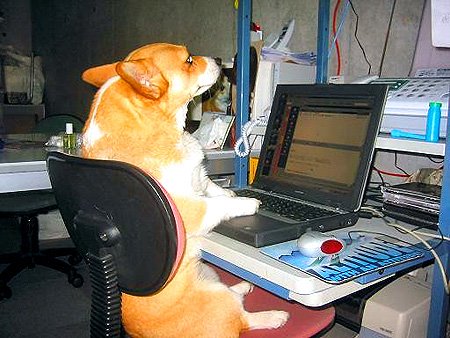 [perro+en+computadora.jpg]