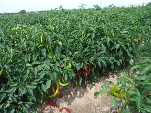 [Chiles+in+the+field.jpg]