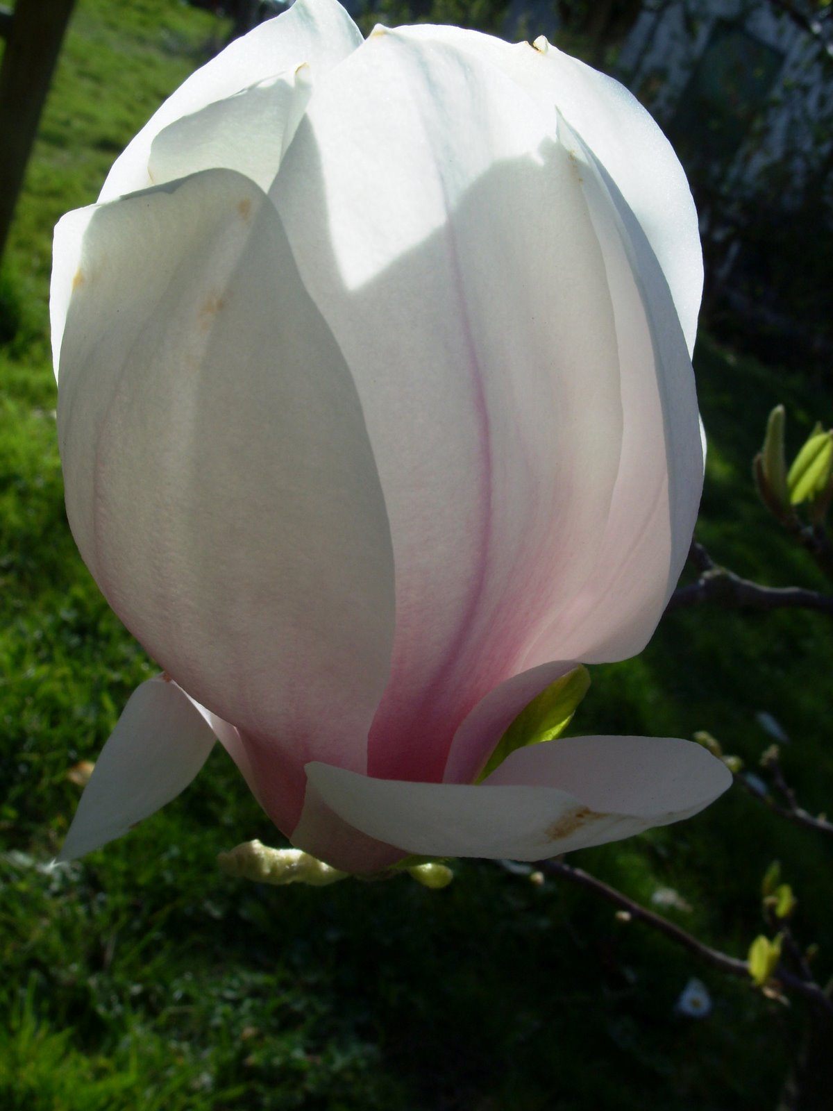 [magnolia+fin.JPG]