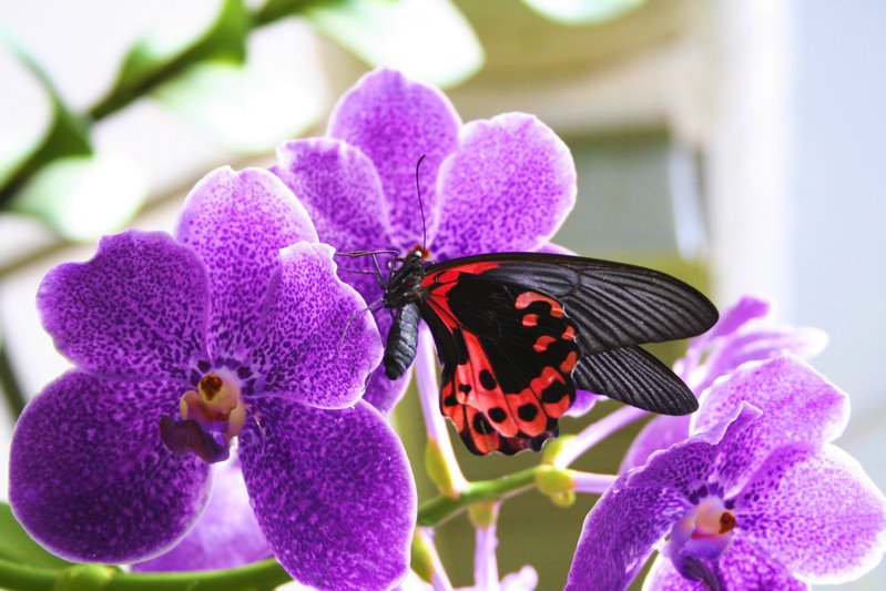 [B'fly-on-orchid.jpg]