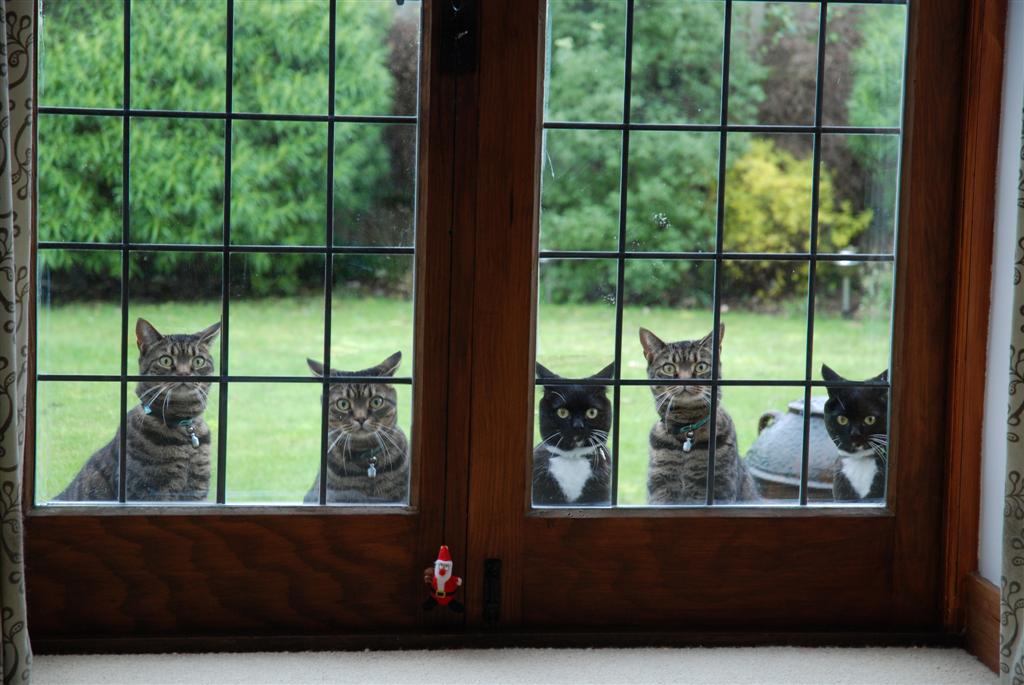 [cats+at+window+(Large).jpg]