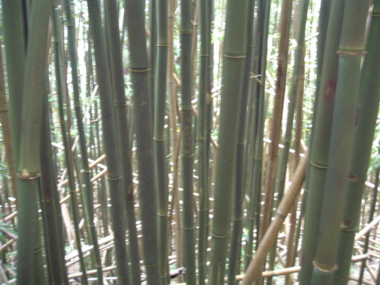 [Bamboo.JPG]