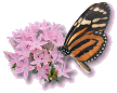 [Butterfly+on+flowers.gif]
