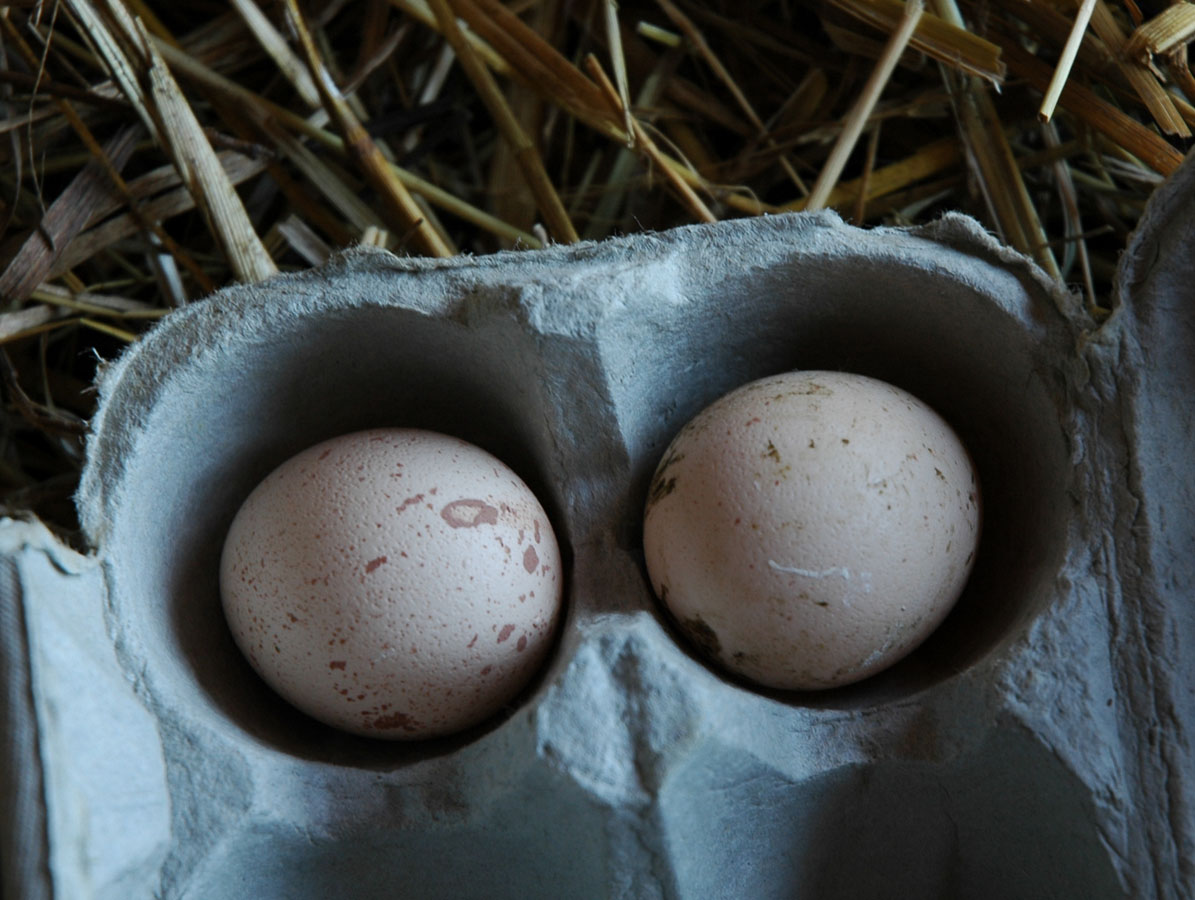 [guinea+eggs+0907.jpg]