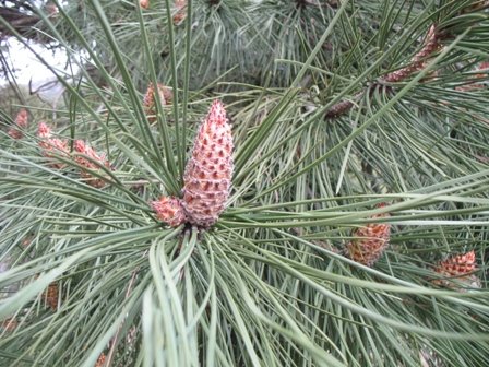 [Pinus+pinaster+pollen+cones.jpg]