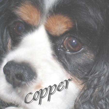 [Copper+our+dog+resized.jpg]