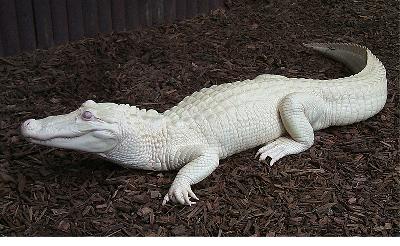 [albino-alligator-b.jpg]