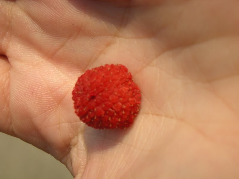 [thimbleberry.JPG]